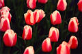 red_tulips_02.jpg