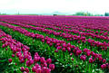 tulips5_jpg