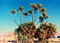 palmtrees.jpg