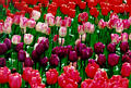 tulips4_jpg