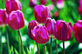 tulips1b2_jpg