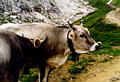 d6_cows_jpg