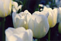 tulips1_jpg