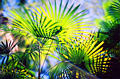 palms2d.jpg