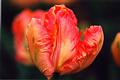 red_tulips_05.jpg
